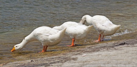 Three ducks in a curious position, with neck extendedの写真素材