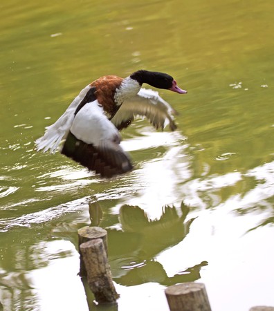 A duck with black head landing over a lakeの写真素材