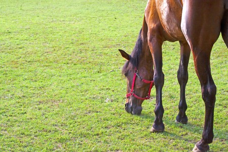 An horse eating in the grass, with space for textの写真素材