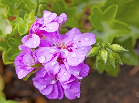 Closeup of pink geranium with drops of water after the rain