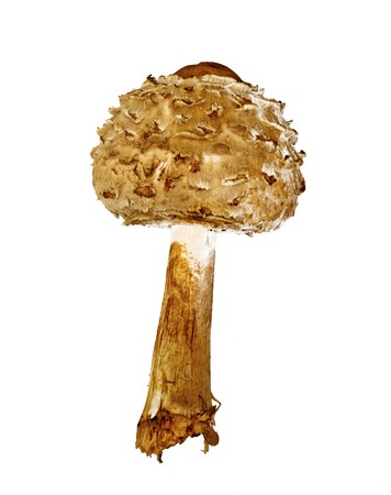 Isolated image of agaricus campestris over white backgroundの写真素材
