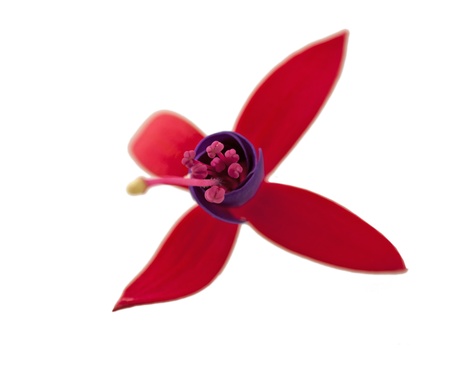 A Strange red flower over white background