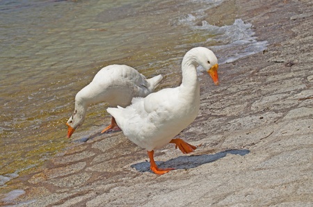 Two ducks walking cautiously near the waterの写真素材