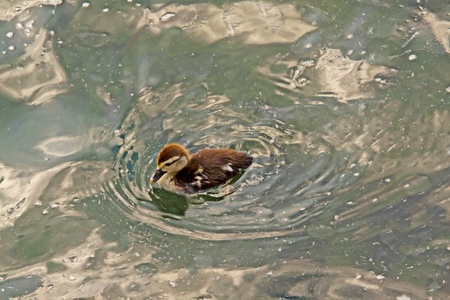 Little duck swimming alone in the green water of a lakeの写真素材