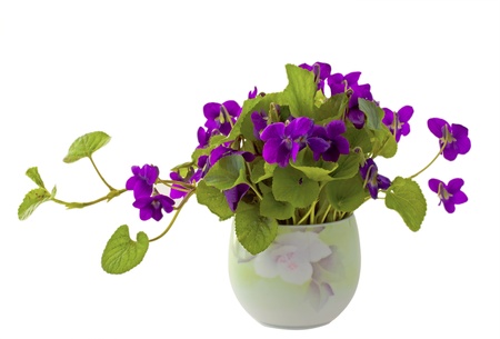 Little jar of purple violets over white backgroundの写真素材