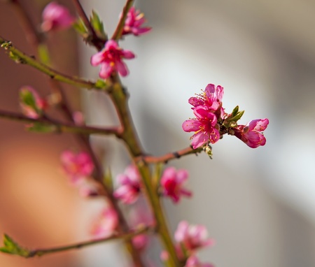 Close up of pink cherry flowers on a treeの写真素材