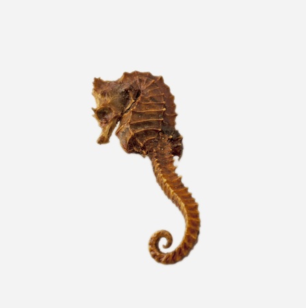 A dead seahorse isolated over white backgroundの写真素材