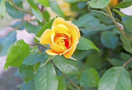 Closeup of little yellow rose in  a bunchの写真素材