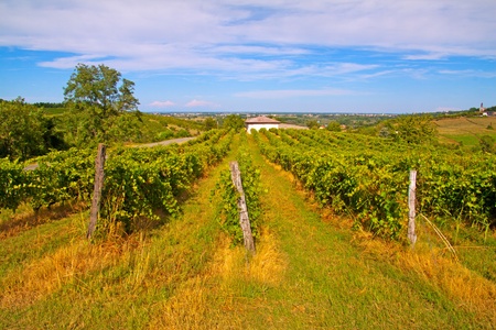 A landscape of a vineyard on a hill