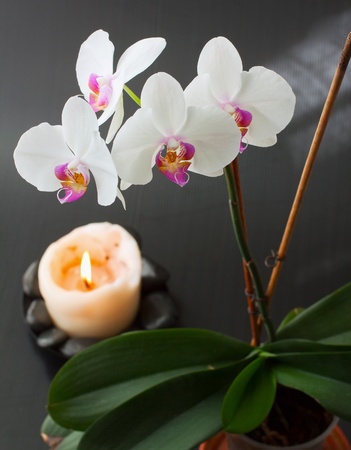 Plant of Orchid near a big white lit candleの写真素材