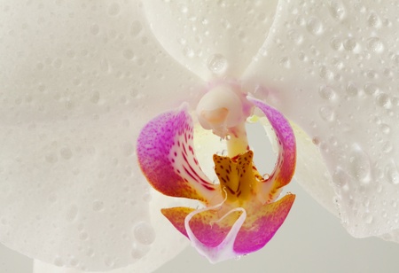 Extreme close up of a wonderful orchid with drops of waterの写真素材