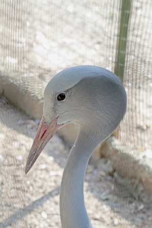 Head of a strange kind of crane birdの写真素材