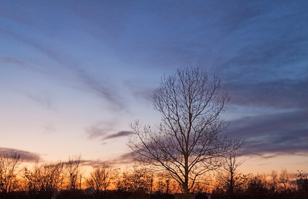A Beatiful sunset over silhouettes of treesの写真素材