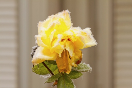 A yellow rose covered by the snowの写真素材