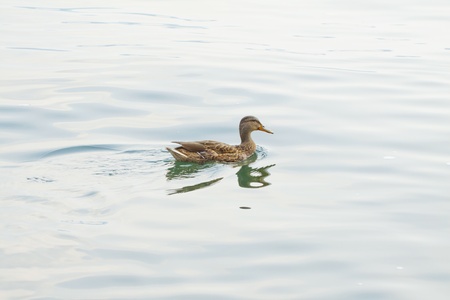 Entire view of a brown duck swimming in the water