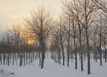 Ordinated trees over snow, with sunset on the backの写真素材