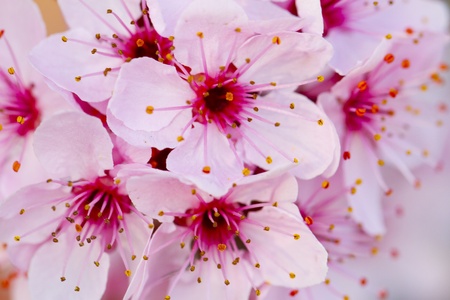 Close up of pink peach flowers from a tree