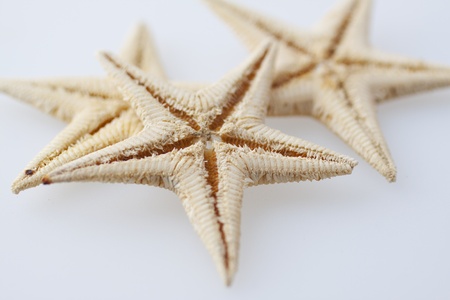 Three dry starfish over a white background