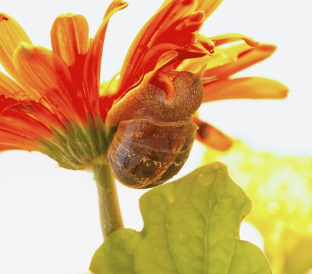 Snail crawling on the petals of a flowerの写真素材