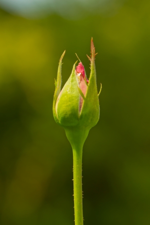 Close up of a standing rosebud over green backgroundの写真素材