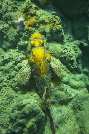 Yellow fish of deep sea over rocks
