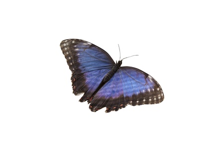 Blue Kremer Butterfly isolated over white background