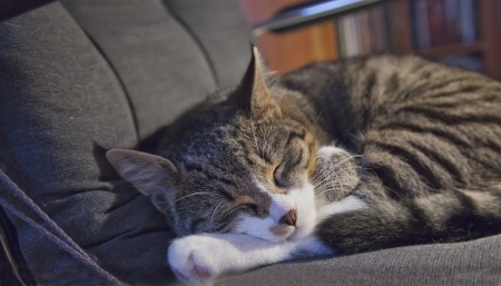 Sleeping cat over a gray chairの写真素材