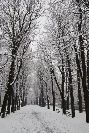 A road with snow and winter treesの写真素材