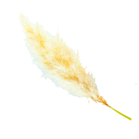 Frond of plant in shape of feather, isolated over whiteの写真素材