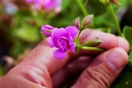 Male hand taking a small geranium from a gardenの写真素材