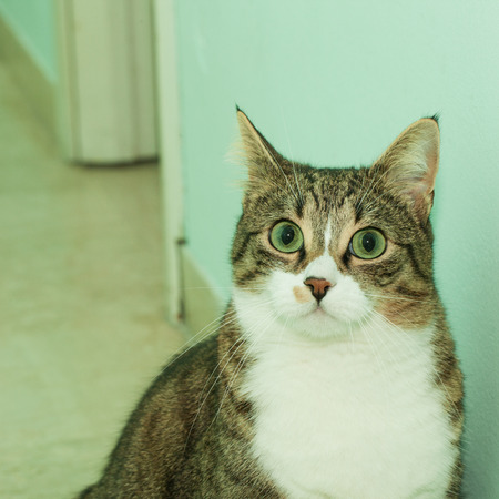 Surprised green eyed cat in close upの写真素材