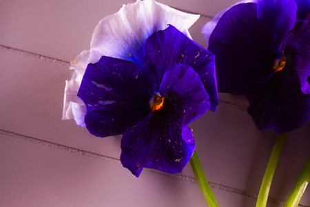 White and purple violets over wooden backgroundの写真素材