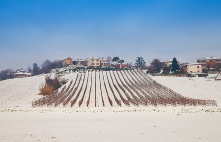 Winter vineyard under snow and blue skyの写真素材