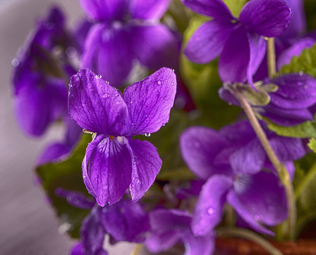 Violets with drops of water, close up, hdr imageの写真素材