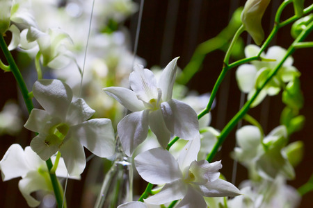 White orchids form a bunch, dark backgroundの写真素材