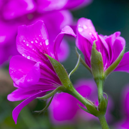 Geranium with drops of water, shallow depth of field