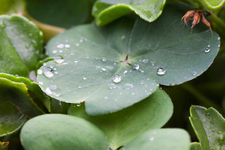Leaf with drops of water, close upの写真素材