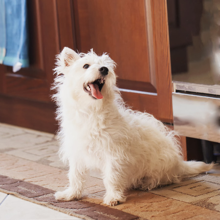 Wonderful white West Highlands Terrier sitting on a carpetの写真素材