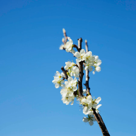 White cherry flowers in the blue sky, square imageの写真素材