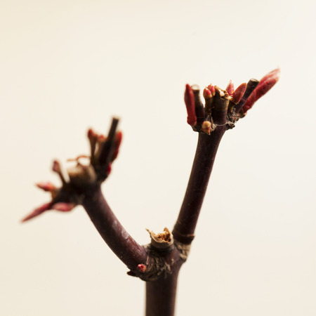 Sprout of acer palmatum over white background, square image