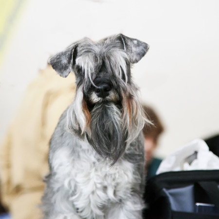 Gray terrier standing, portrait, lite background, square imageの写真素材