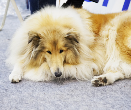 Collie sitting on the floor, portrait, horizontal imageの写真素材