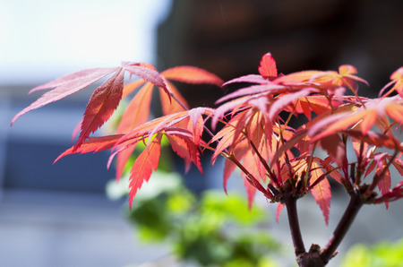 Red leaves of acer palmatum in close up, horizontal imageの写真素材
