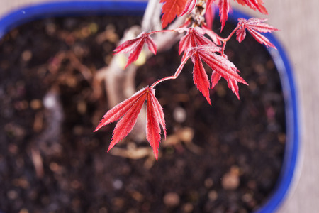 Acer palmatum bonsai in vase, seen from above, horizontal image