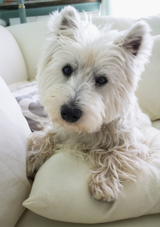 Wonderful west Highlands Terrier over sofa in close up, vertical imageの写真素材