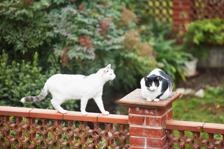 Cats walking on fence focus on head of white cat, horizontal imageの写真素材