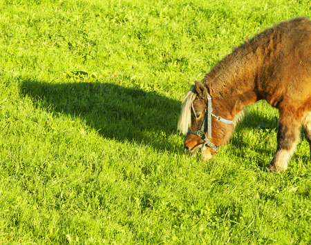 Blonde horse eating in the field, horizontal imageの写真素材