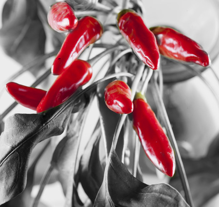Red pepper chili, over black and white, square imageの写真素材