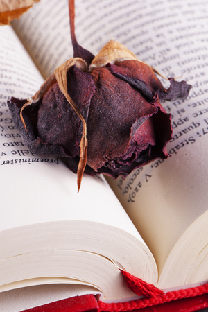 Dried rose in a book, close up, vertical imageの写真素材