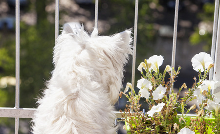 West Higlands Terrier looking down from a balcony, horizontal imageの写真素材